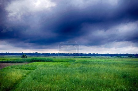 Foto de Cielo tormentoso sobre el campo con hierba y árboles en primer plano - Imagen libre de derechos