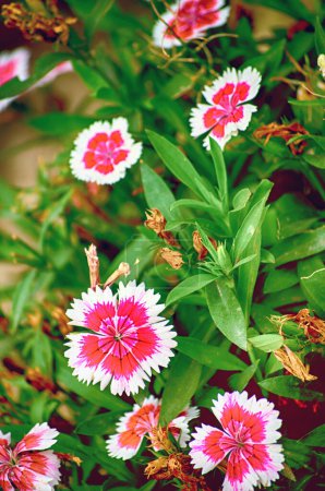 Foto de Dianthus chinensis flor en el jardín - imágenes de estilo efecto vintage - Imagen libre de derechos