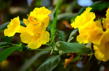Foto de Flores amarillas en el jardín. Primer plano. Enfoque selectivo. - Imagen libre de derechos