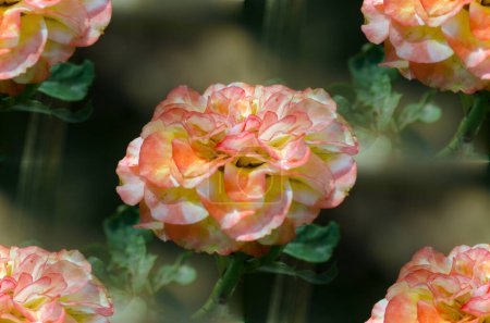 Foto de Hermosas rosas en el jardín, Las rosas son hermosas con un hermoso día soleado. - Imagen libre de derechos