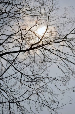 Foto de Ramas de árboles desnudos contra el cielo con el sol brillando a través. - Imagen libre de derechos