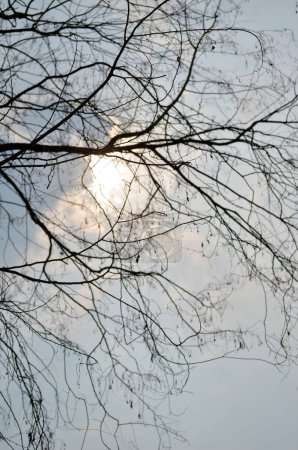 Foto de Silueta de ramas de árbol contra el cielo azul y el sol. - Imagen libre de derechos