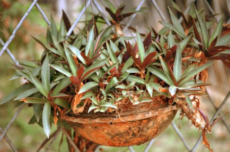 Foto de Las plantas ornamentales en la cacerola, el primer plano de la foto - Imagen libre de derechos