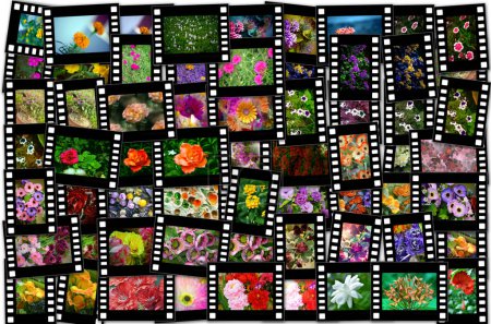 Foto de Tira de película con imágenes en color (naturaleza) sobre un fondo blanco. - Imagen libre de derechos