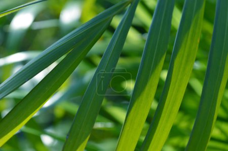 Foto de Primer plano de hoja de palma verde en el jardín. Fondo natural. - Imagen libre de derechos