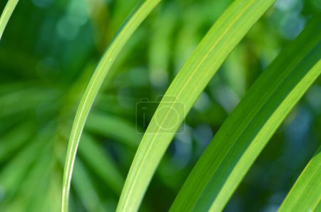 Foto de Primer plano de hoja de palma verde con luz solar y fondo bokeh - Imagen libre de derechos