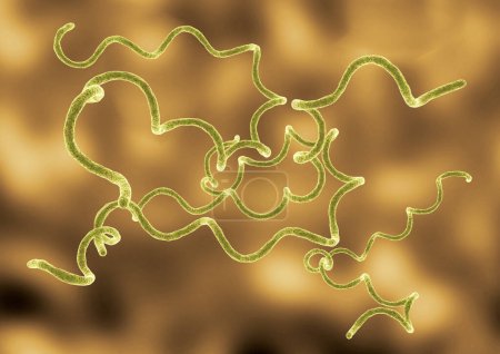 Téléchargez les photos : Borrelia burgdorferi est une bactérie spirale responsable de la borréliose et transmise par les tiques. Illustration 3D - en image libre de droit