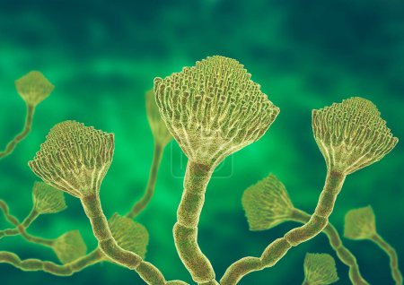 Téléchargez les photos : Microscopic view of a colony of Aspergillus fungi, which causes the lung infection aspergillosis, aspergilloma of the brain and lungs. Illustration 3D - en image libre de droit