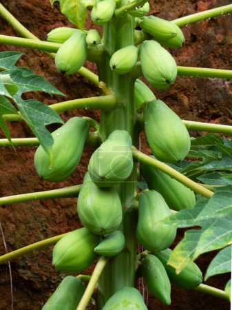 papaya tree with a bunch of green fruits in rural area. close up