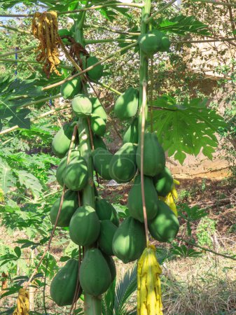 papaya tree with a bunch of green fruits in rural area. close up