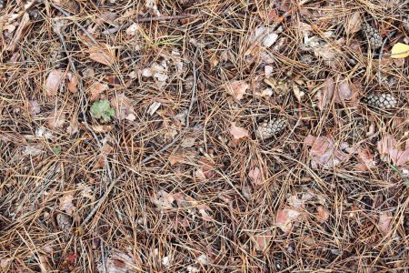 Photo for Forest floor of pine needles, cones and dry barks of tree. Top view of dry forest litter in coniferous forest. - Royalty Free Image
