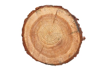 Foto de Corte transversal del tronco de pino. árbol tocón fondo aislado sobre fondo blanco - Imagen libre de derechos