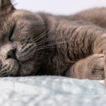 Close up portrait of lying gray british cat. Cat w...