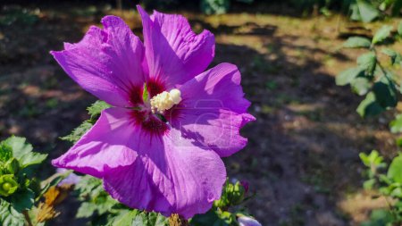 Syrian ketmia flowers, Hibiscus syriacus. Syrian hibiscus ornamental flowering plant, purple purple flowers in the garden