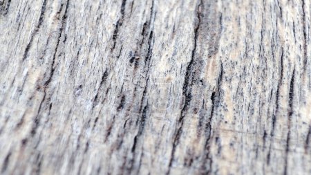 Téléchargez les photos : Close-up shot of detailed wooden texture in macro view - en image libre de droit