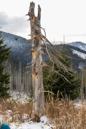 Téléchargez les photos : "Paysage hivernal avec vieil arbre ratatiné sec debout sur un terrain de montagne" - en image libre de droit