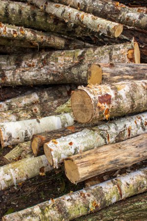 Meterlange Holzstapel aus dem Wald bereit für Brennstoff.