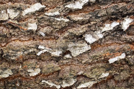 Detailed closeup of white birch (Betula papyrifera) bark texture.