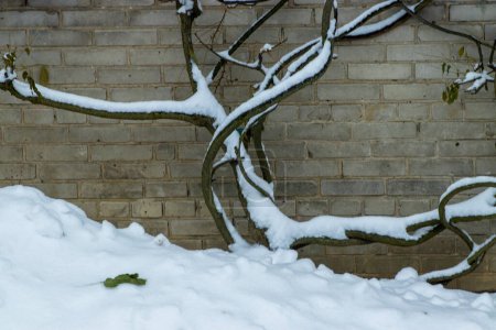 Tree growing in winter time with snow