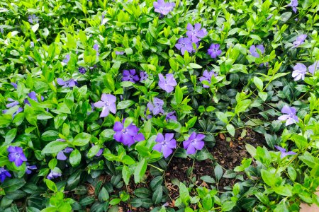 Purple blue flowers of periwinkle vinca minor in spring garden. Vinca minor, lesser periwinkle.
