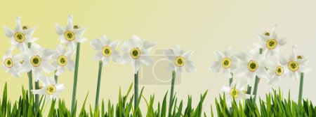 Photo for Beautiful flowers daffodils growing in the garden are shown close-up on a green blurred background - Royalty Free Image