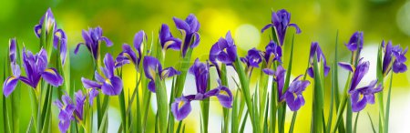 Photo for Beautiful iris flowers growing in the garden, shown close-up on a green blurred background - Royalty Free Image
