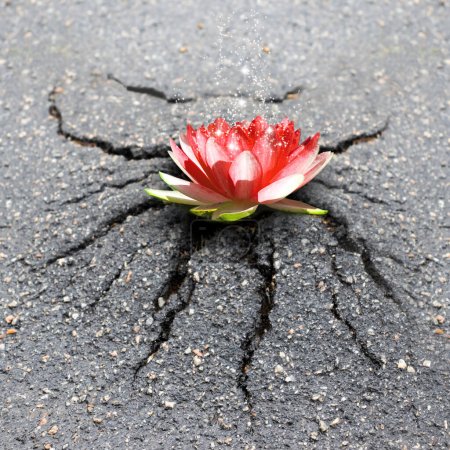 Foto de Una imagen de un loto que ha atravesado el asfalto y se encuentra en la cima de una colina de asfalto hinchado - Imagen libre de derechos