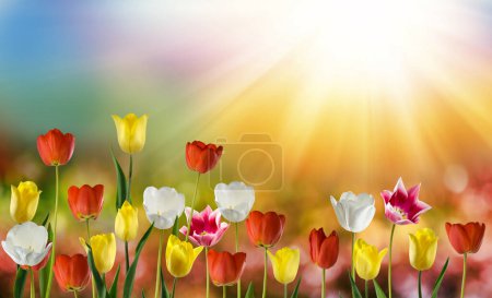 Foto de Imagen de un campo de tulipanes rojos sobre un fondo soleado colorido abstracto - Imagen libre de derechos