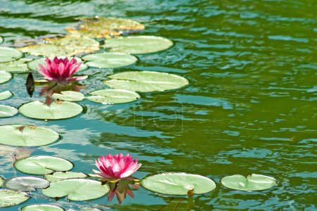Blume des heiligen Lotus als Symbol in asiatischer Kunst und Religion. 