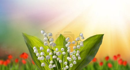 Téléchargez les photos : Image de beau lys blanc des fleurs de la vallée. Bouquet printanier de lys de la vallée - en image libre de droit