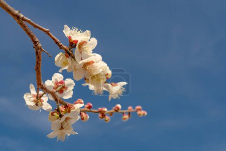 Embrace the delicate beauty of spring with this enchanting image of white blossoms of Sakuara in full bloom, set against a vivid blue sky. The diagonal branch adorned with flowers symbolizes new life and the refreshing change of the season
