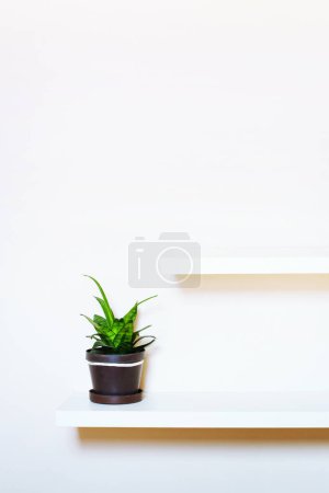 Téléchargez les photos : Design intérieur simple, deux étagères sur le mur blanc et plante verte en pot, avec place pour le texte - en image libre de droit
