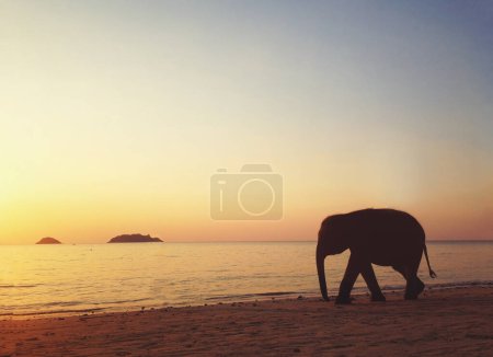 Foto de Elefante caminando por la playa en Tailandia, silueta - Imagen libre de derechos
