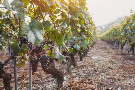 Téléchargez les photos : Vignoble, raisin noir pour le vin en automne - en image libre de droit