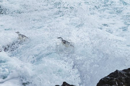 Foto de Pingüinos luchando por sobrevivir en la Antártida, nadando en grandes olas - Imagen libre de derechos