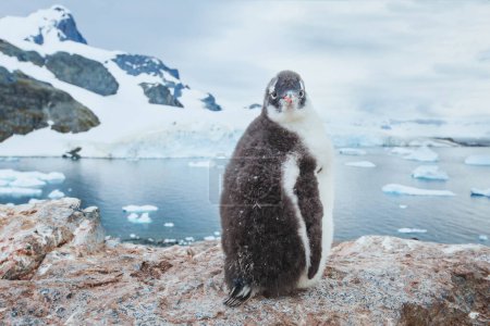 Foto de Gentoo pingüino chic en la Antártida, curioso animal divertido bebé pájaro retrato mirando cámara, naturaleza antártica fauna - Imagen libre de derechos