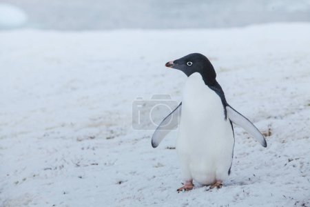 Foto de Pingüino adelie en la Antártida, vida silvestre antártica - Imagen libre de derechos