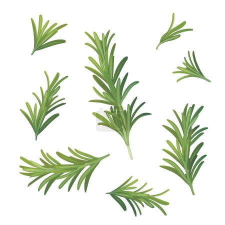 Illustration for Rosemary. A sprig of rosemary. Fragrant herb for seasoning. Vector illustration - Royalty Free Image