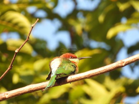Photo for Beautiful image of a Chestnut-headed bee-eater or bay-headed bee-eater - Royalty Free Image