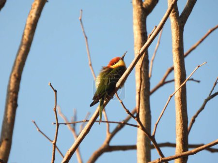 Photo for Beautiful image of a Chestnut-headed bee-eater or bay-headed bee-eater - Royalty Free Image
