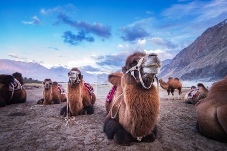 Foto de Leh India camel safari in the desert - Imagen libre de derechos