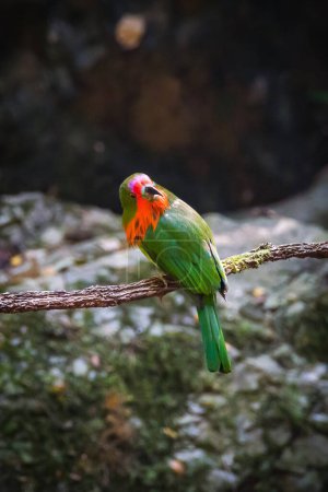 Téléchargez les photos : Bel oiseau Mangeur d'abeilles à barbe rouge (Nyctyornis amictus) oiseau vert avec barbe rouge et front rose - en image libre de droit