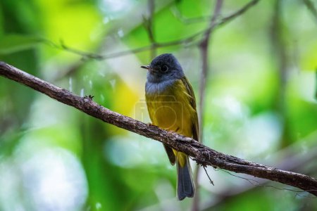 Photo for Grey-headed Canary-flycatcher sometimes known as the Grey-headed Flycatcher (Culicicapa ceylonensis) - Royalty Free Image