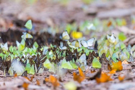 Texture of a lot of colored moth butterflies