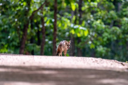Téléchargez les photos : Photo animalière de Canis aureus indicus, chacal thaïlandais, prédateur de la famille Canis, debout sur une route sablonneuse sur fond de forêt verte. Vue latérale. Voyager en Thaïlande, Huai Kha Khaeng. - en image libre de droit
