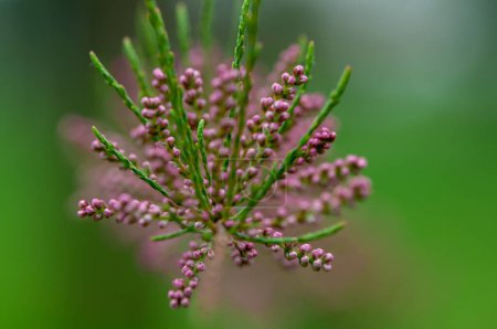 Close-up of a tamarisk branch with pink flowers