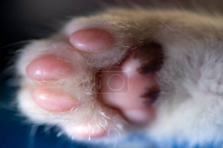 Close-up detail of a cat's paw