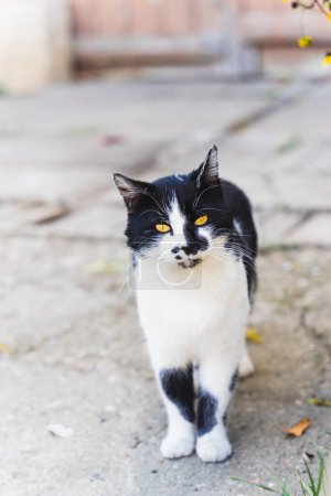 Portrait of a cat walking on the street