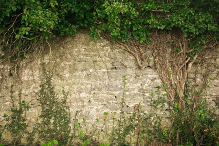 Téléchargez les photos : Tree of Life concept. Wall of old Ballygrennan Castle near Bruff, County Limerick, Ireland. Text space. Outdoor shot - en image libre de droit