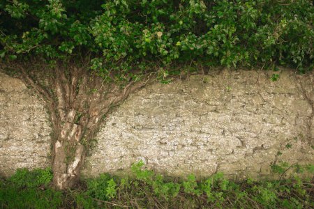 Téléchargez les photos : Tree of Life concept. Wall of old Ballygrennan Castle near Bruff, County Limerick, Ireland. Text space. Outdoor shot - en image libre de droit
